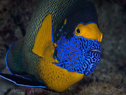 Blue-faced Angelfish.  Wakatobi, Sulawesi.  Canon 40D & C... by Ross Gudgeon 